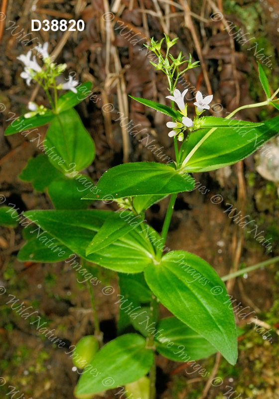 Purple Bluet (Houstonia purpurea)